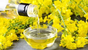 هر آنچه باید درباره روغن کلزا بدانید