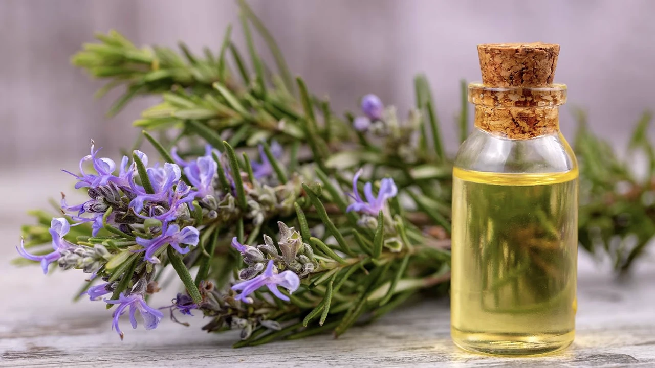 خواص روغن رزماری و کاربردهای آن