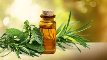 خواص روغن درخت چای، کاربردها و موارد احتیاط