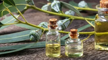 9 مورد از خواص شگفت انگیز روغن اکالیپتوس