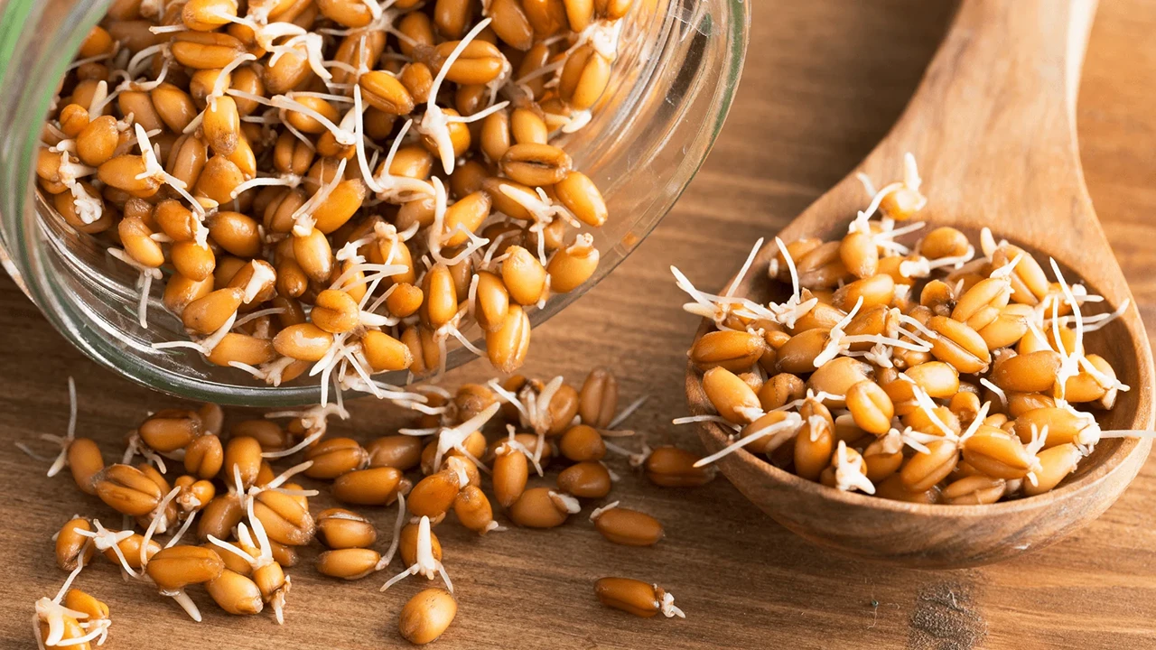 جوانه گندم چیست و از کجا می توان آن را تهیه کرد؟
